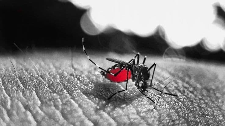 क्या है काला अजर(Black Fever) बीमारी, और किन सावधानियों को बरतें