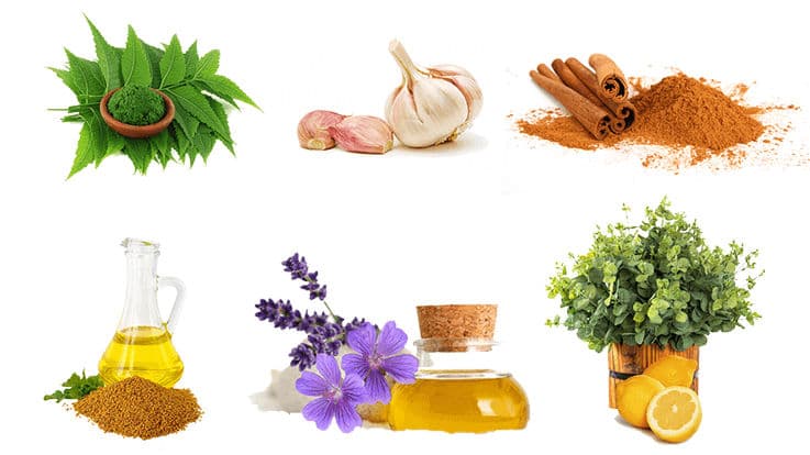 9 Herbal Ways to Protect Your Child from Mosquitoes