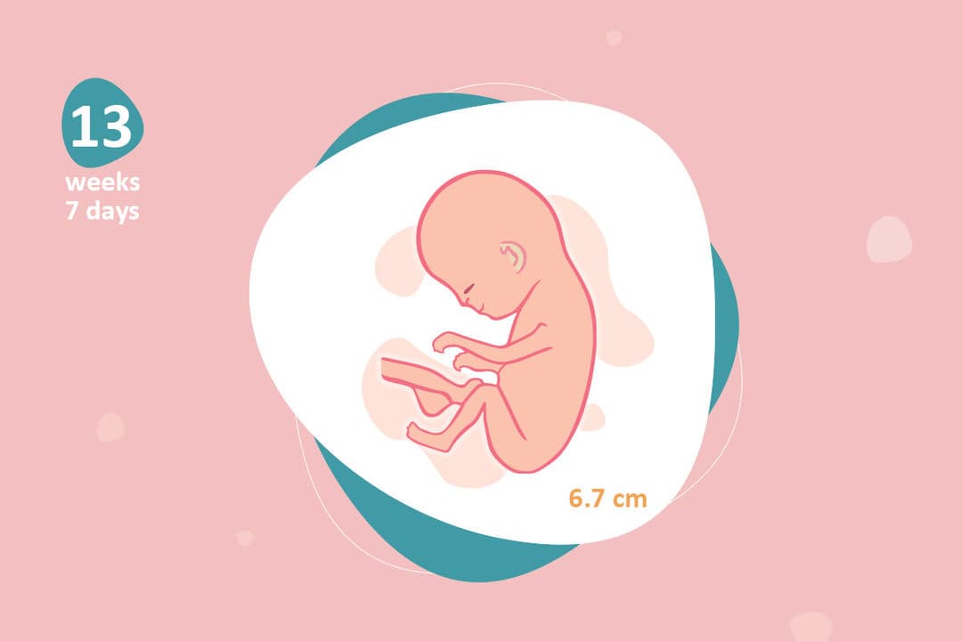 13 weeks and 7 days pregnant