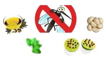 4 Natural Mosquito Repellents to Try