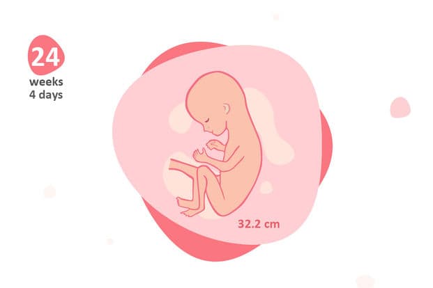 24 weeks and 4 days pregnant