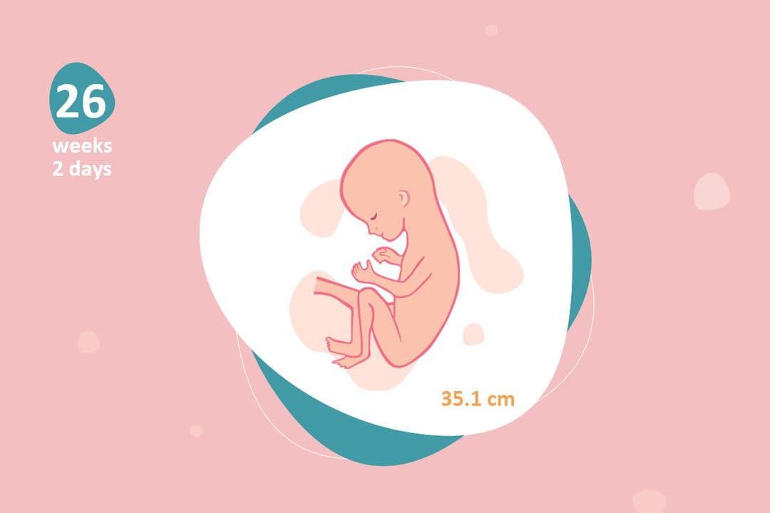 26 weeks and 2 days pregnant