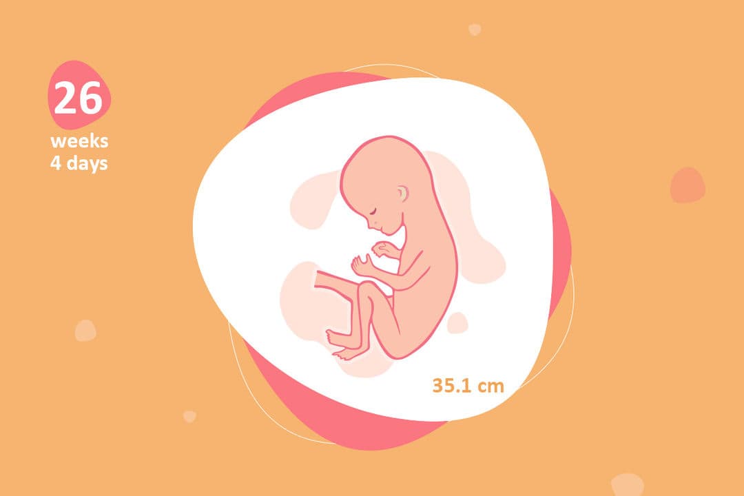 26 weeks and 4 days pregnant