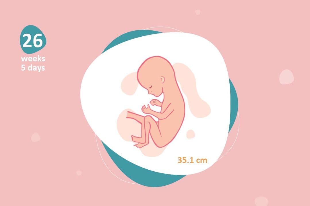 26 weeks and 5 days pregnant