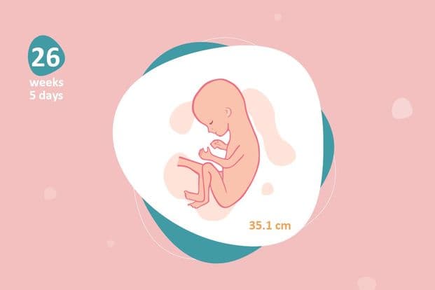 26 weeks and 5 days pregnant