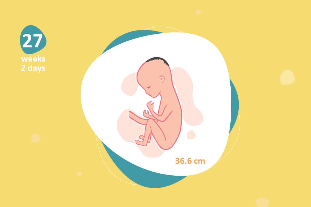 27 weeks and 2 days pregnant