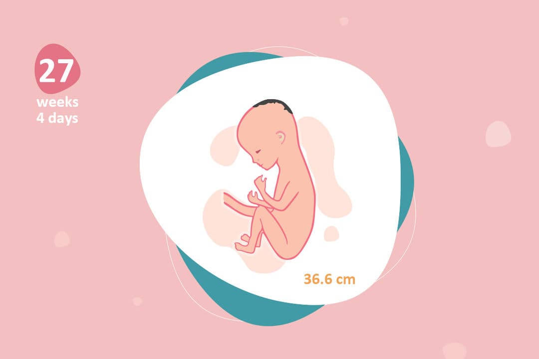 27 weeks and 4 days pregnant