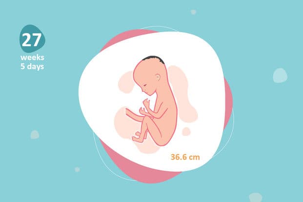 27 weeks and 5 days pregnant