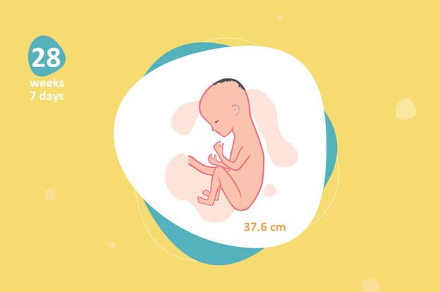 28 weeks and 7 days pregnant
