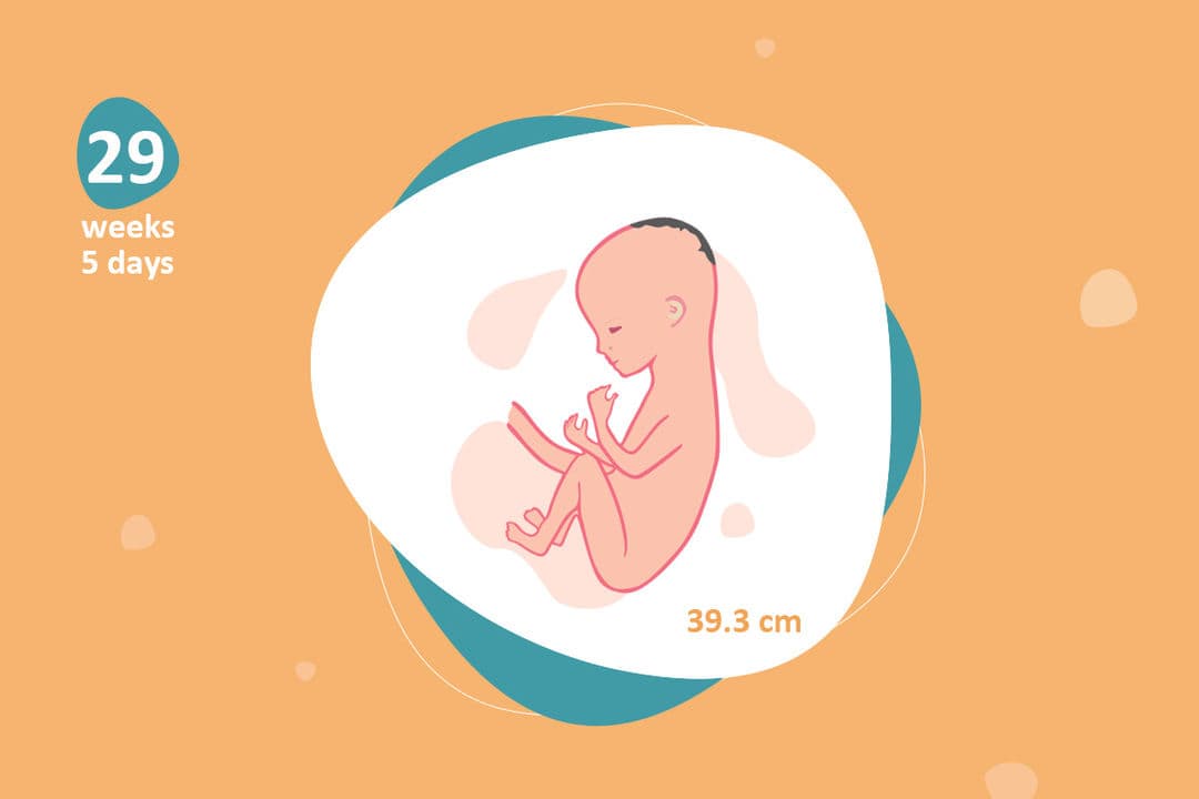 29 Weeks 5 Days Pregnant