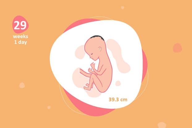 29 weeks and 1 day pregnant