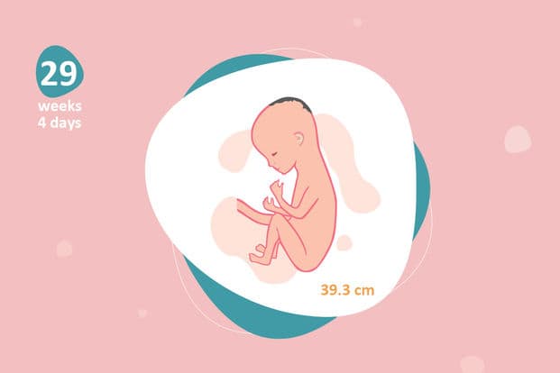 29 weeks and 4 days pregnant