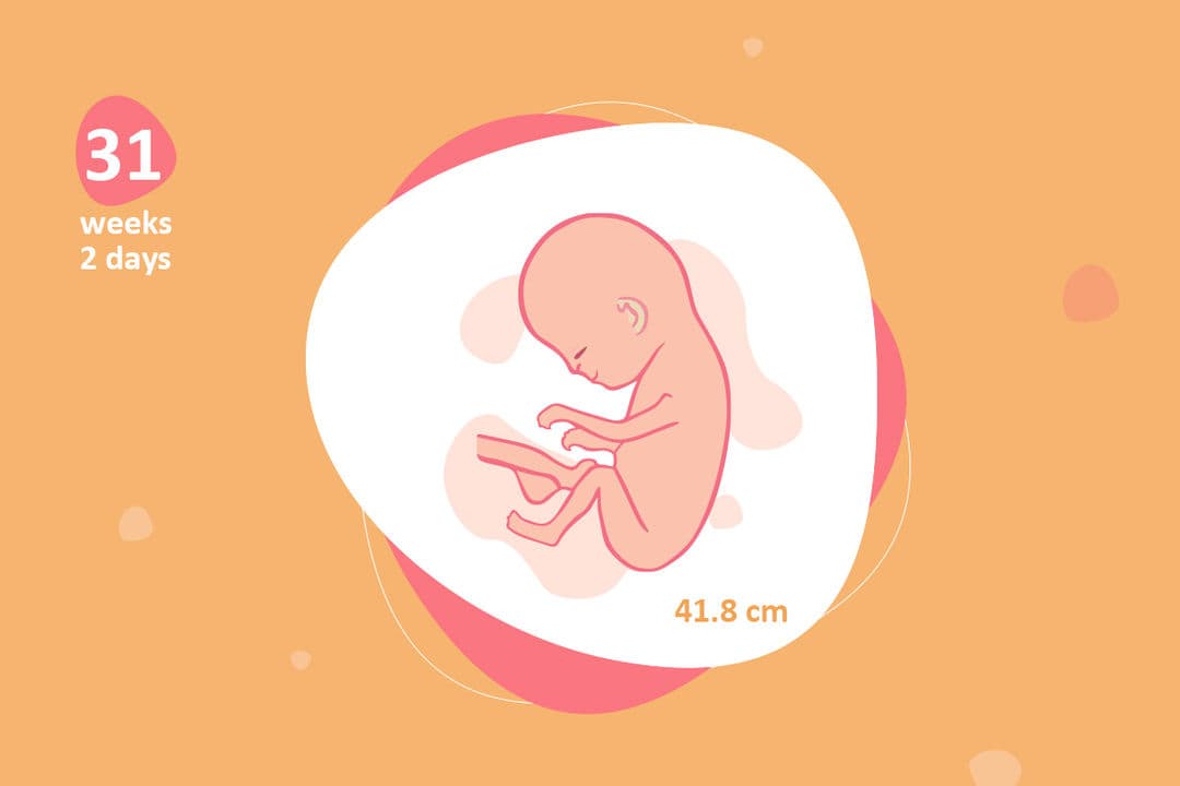 31 weeks and 2 days pregnant