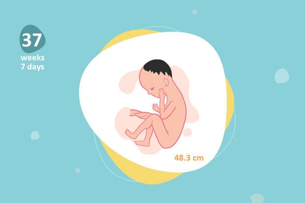 37 weeks and 7 days pregnant