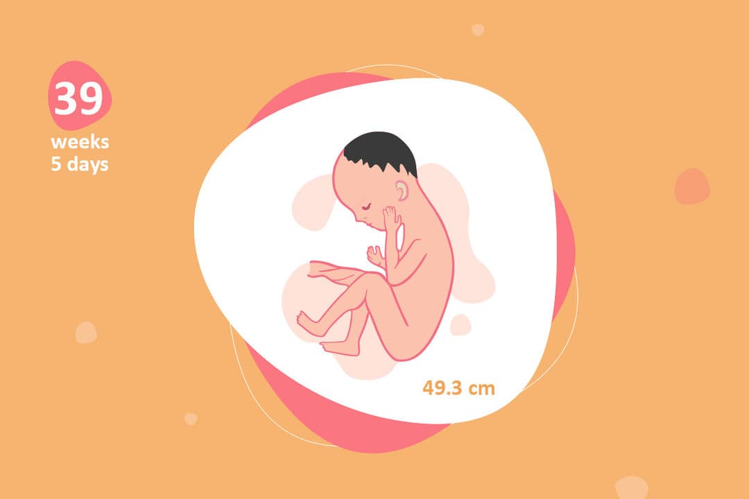 39 weeks and 5 days pregnant - Baby Fetal Progress, Ultrasound ...