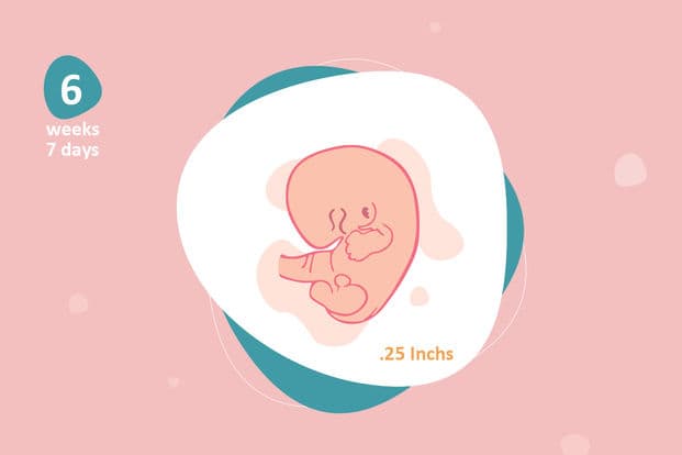 6 weeks and 7 days pregnant
