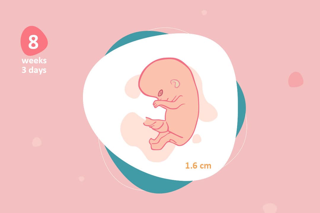 8 weeks and 3 days pregnant