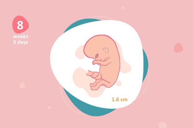 8 weeks and 3 days pregnant