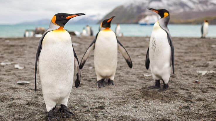 Are You A Penguin Dad? Know More. 