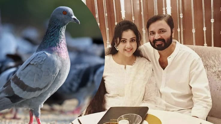 పావురాల వల్లనే  ప్రముఖ నటి మీనా భర్త కన్నుమూత? అవి  ప్రాణాంతకమా..