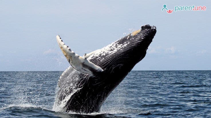 Educate Your Child About Whales