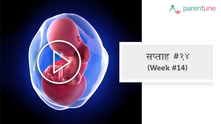 गर्भावस्था का 14वां सप्ताह 