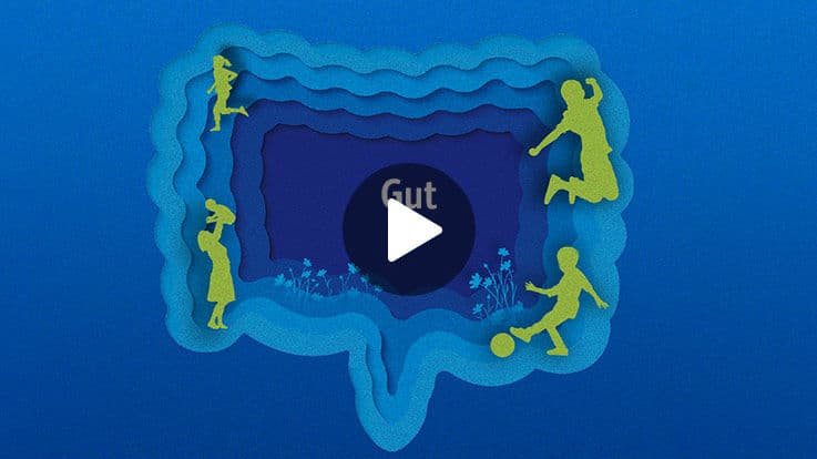 What is your Gut made up of