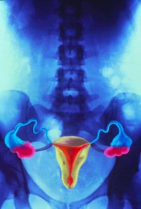 Menstrual Cycle - Week 1 - Day 6