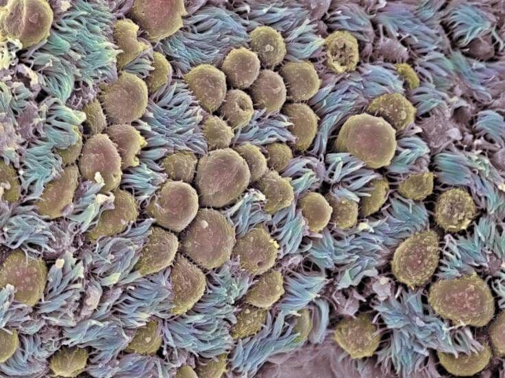 Menstrual Cycle - Week 2 - Day 4