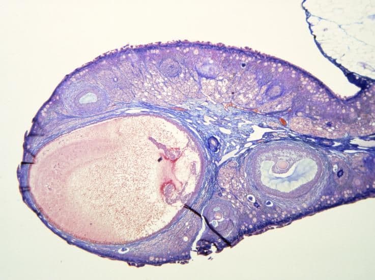 Menstrual Cycle - Week 2 - Day 5