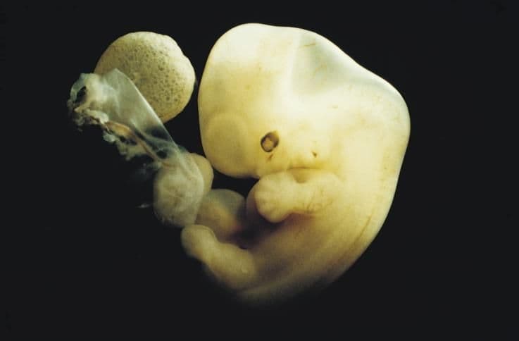 6 weeks and 2 days pregnant