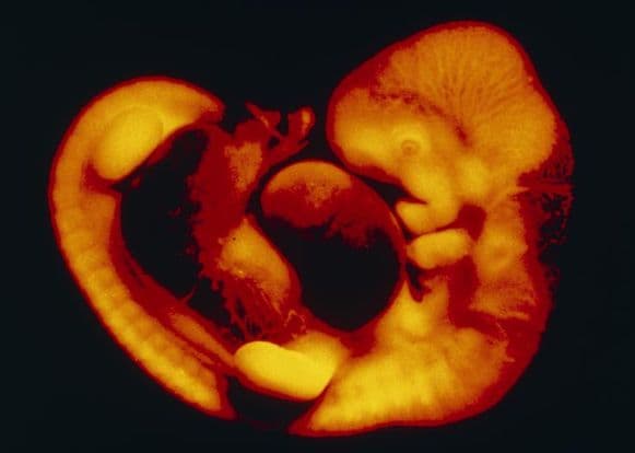 7 weeks and 2 days pregnant