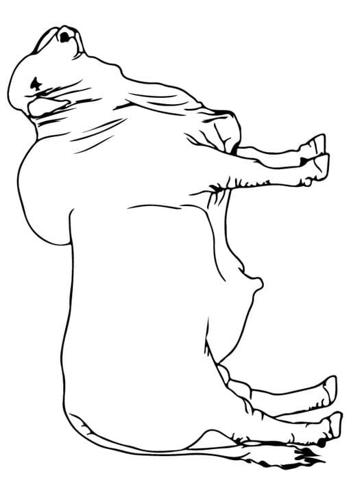Standing Bull
