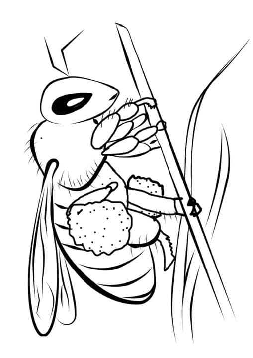 Honey Bee