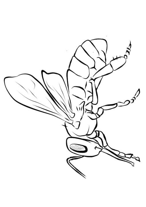 Gaint Bee