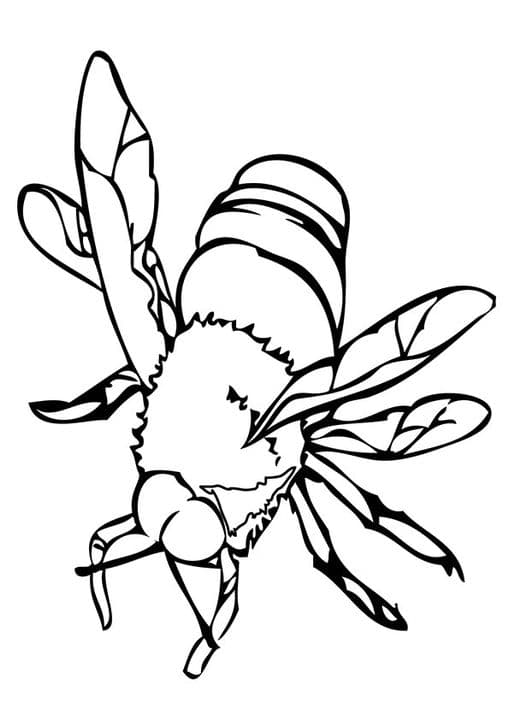Dangerous Bee