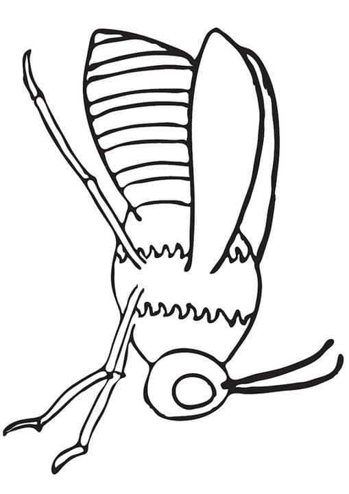 Sitting Bee