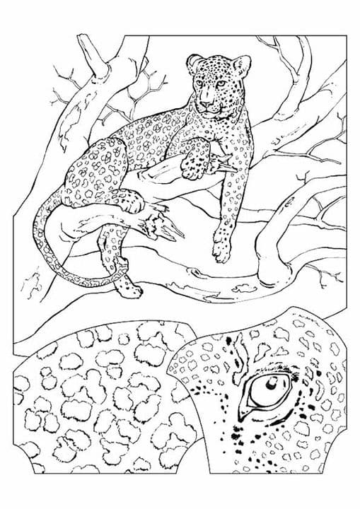 Tree Sitting Cheetah