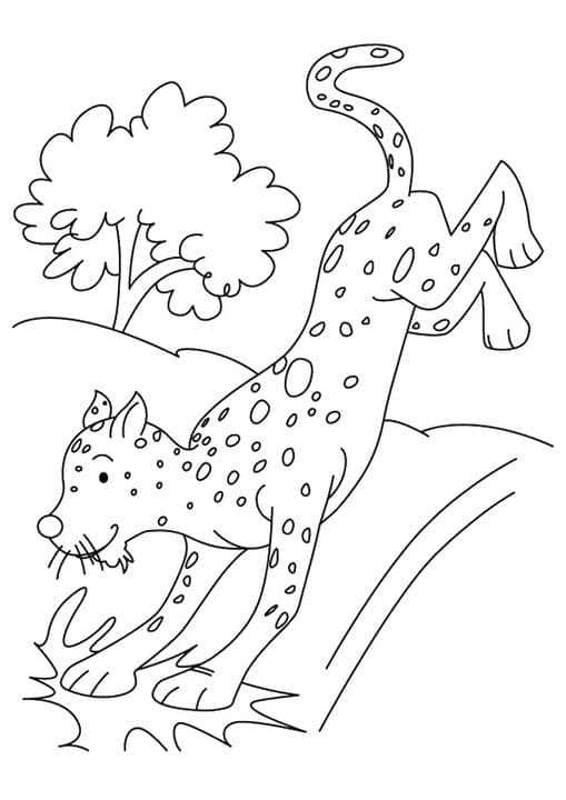 Jumping Cheetah Cub 