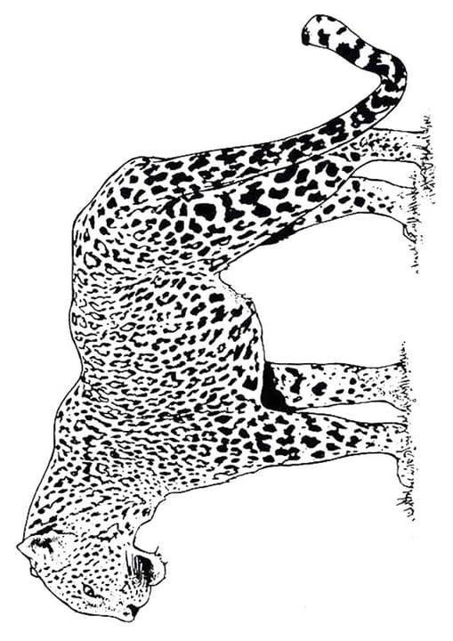 Angry Cheetah