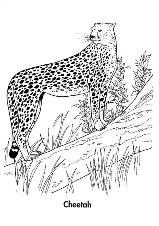 Cool Cheetah