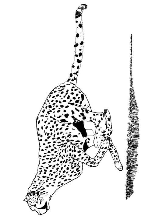 Running Cheetah