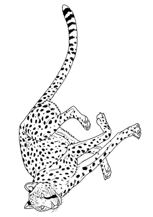 Fast Running Cheetah