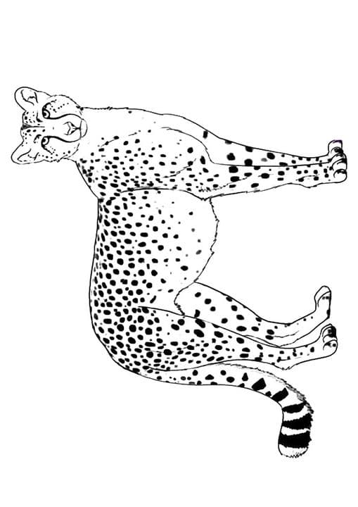 Cautious Cheetah