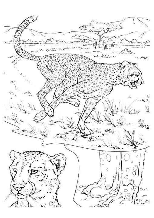 Cheetah in Jungle