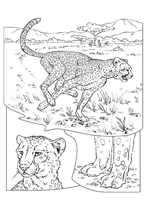 Jungle & Cheetah