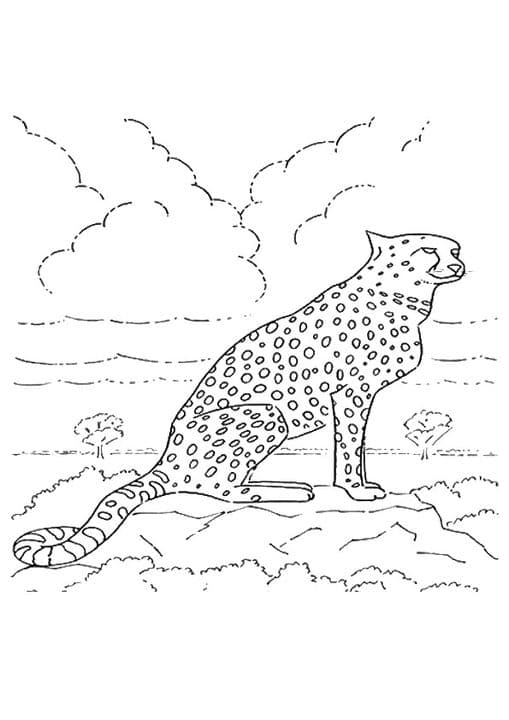 Calm Cheetah
