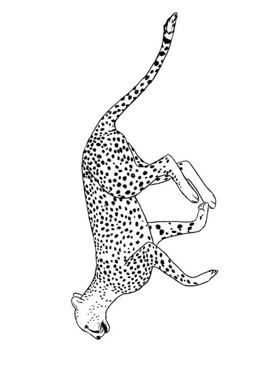 Running Cheetah 2