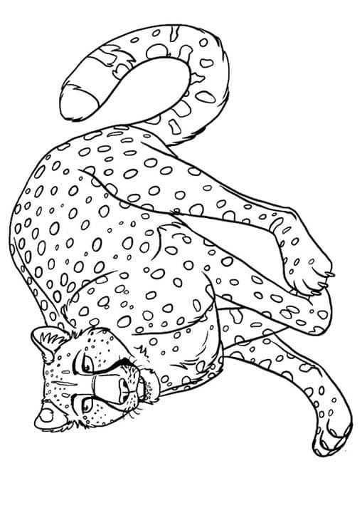 Angry Cheetah 2