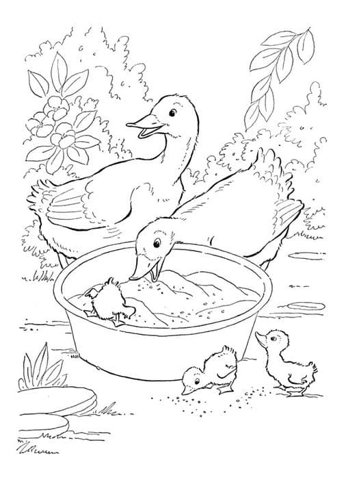 Duck with Ducklings